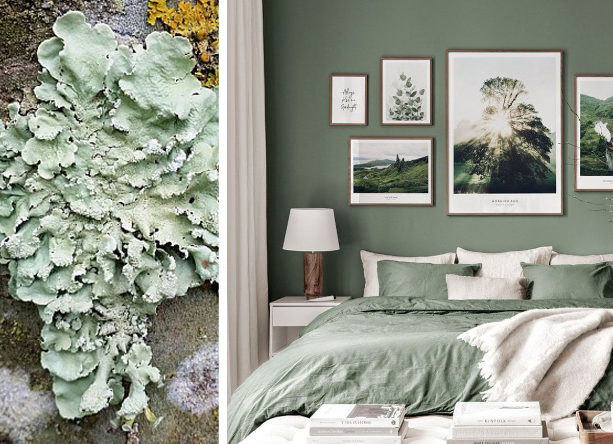 Lichen et chambre illustrant le vert dans la chambre
